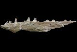 Mosasaur (Platecarpus) Jaw Section - Kansas #71741-1